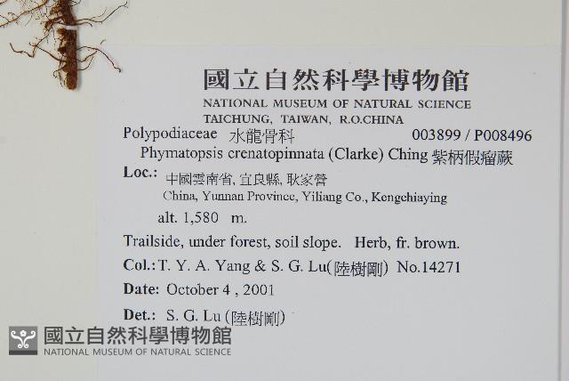 紫柄假瘤蕨藏品圖，第2張