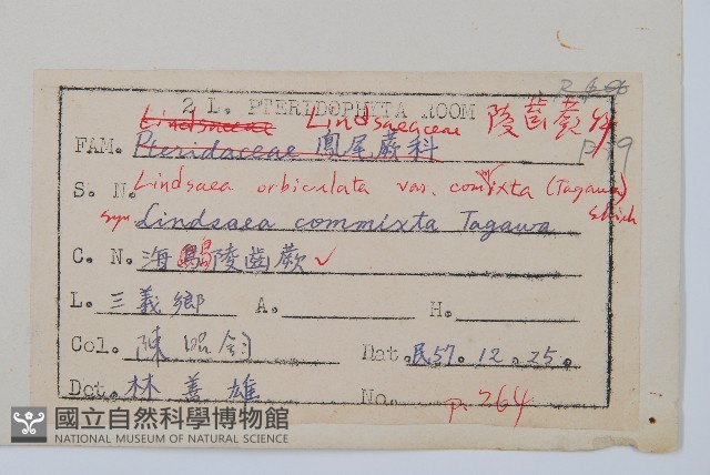 海島陵齒蕨藏品圖，第2張