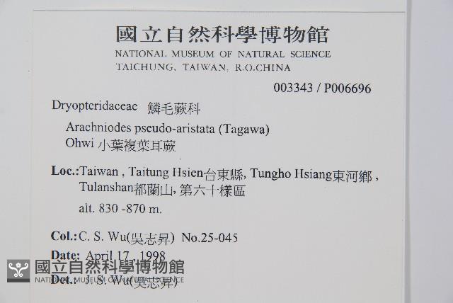 小葉複葉耳蕨藏品圖，第2張