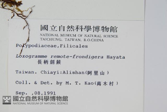 長柄劍蕨藏品圖，第2張