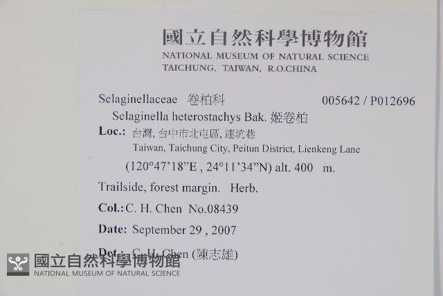 高雄卷柏藏品圖，第2張