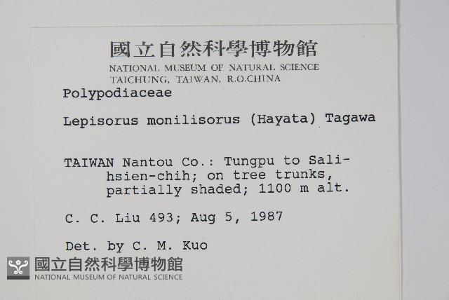 擬芨瓦葦藏品圖，第2張