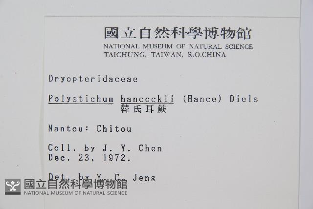 韓氏耳蕨藏品圖，第2張