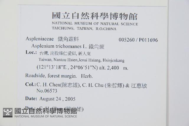 鐵角蕨藏品圖，第2張