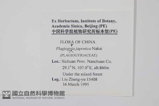 華東瘤足蕨藏品圖，第2張