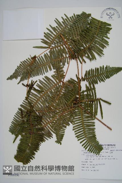 芒萁藏品圖，第1張