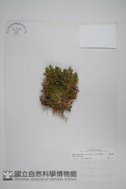 萬年松藏品圖，第1張