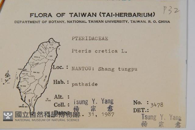 大葉鳳尾蕨藏品圖，第2張