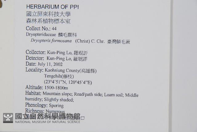 臺灣鱗毛蕨藏品圖，第2張
