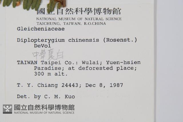 中華裡白藏品圖，第2張