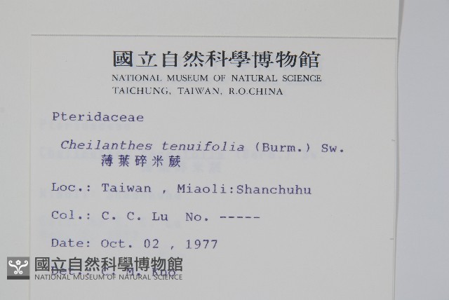 薄葉碎米蕨藏品圖，第2張