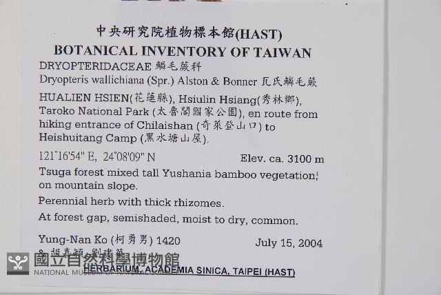 瓦氏鱗毛蕨藏品圖，第2張