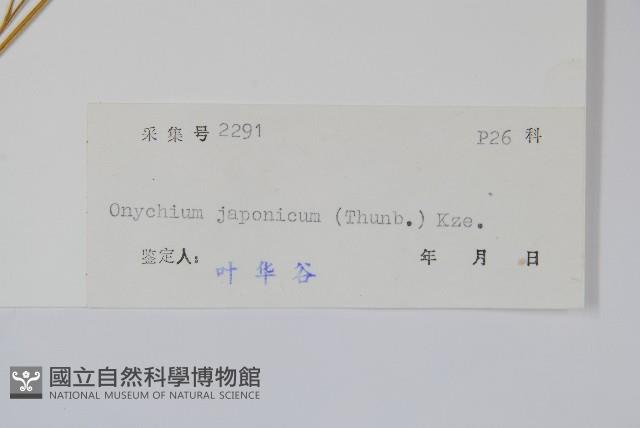 日本金粉蕨藏品圖，第2張