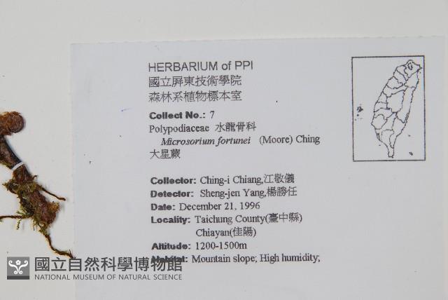 大星蕨藏品圖，第2張