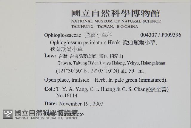 鈍頭瓶爾小草、狹葉瓶爾小草藏品圖，第2張