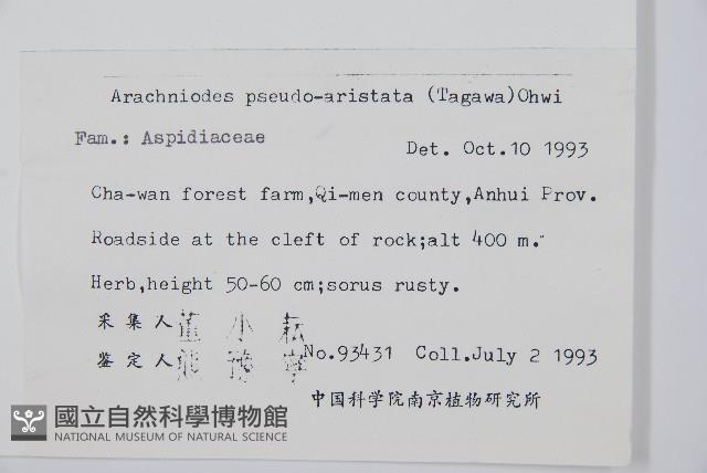 小葉複葉耳蕨藏品圖，第2張