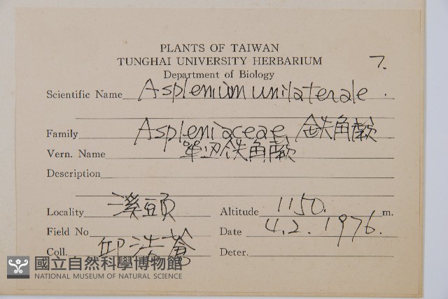 單邊鐵角蕨藏品圖，第2張
