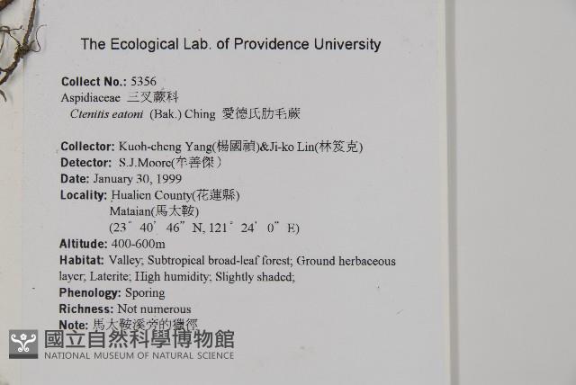 愛德氏肋毛蕨藏品圖，第2張