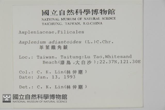 革葉鐵角蕨藏品圖，第2張