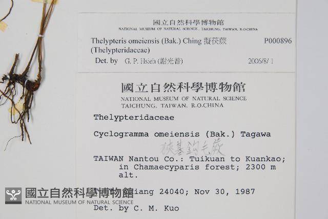 擬茯蕨藏品圖，第2張