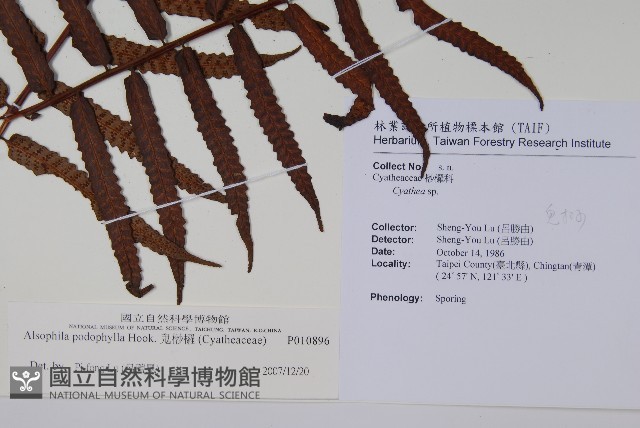 鬼桫欏藏品圖，第2張
