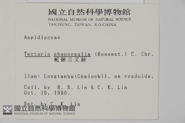 蛇脈三叉蕨藏品圖，第2張