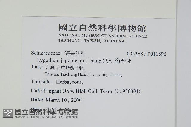 海金沙藏品圖，第2張