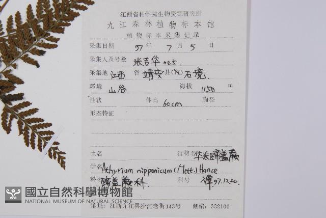 日本蹄蓋蕨藏品圖，第2張