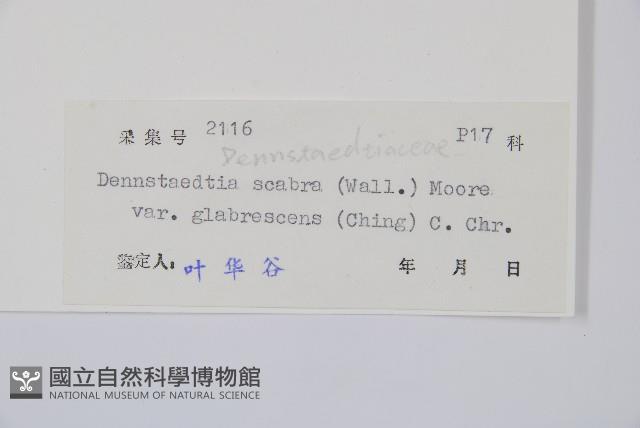 光葉碗蕨藏品圖，第2張