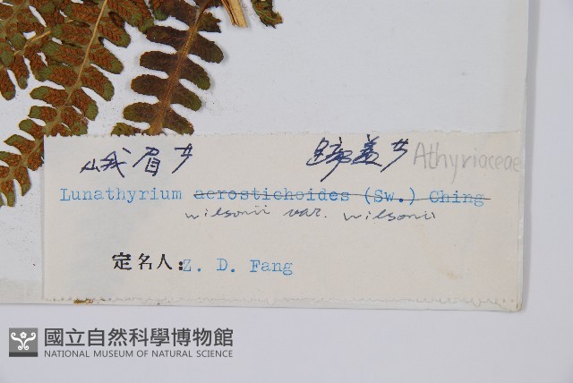 峨山峨眉蕨藏品圖，第5張