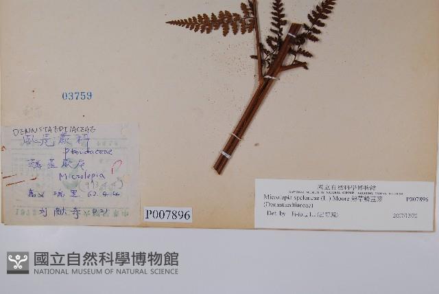 熱帶鱗蓋蕨藏品圖，第2張