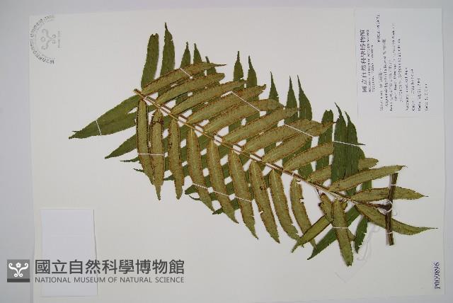 觀音座蓮藏品圖，第1張