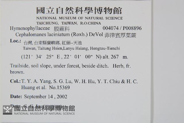 菲律賓厚葉蕨藏品圖，第2張