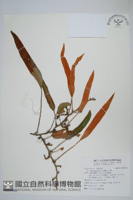 石葦藏品圖，第1張