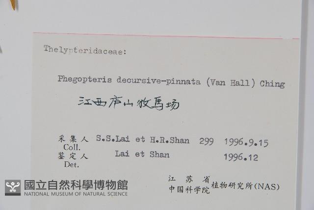 翅軸假金星蕨、短柄卵果蕨藏品圖，第2張