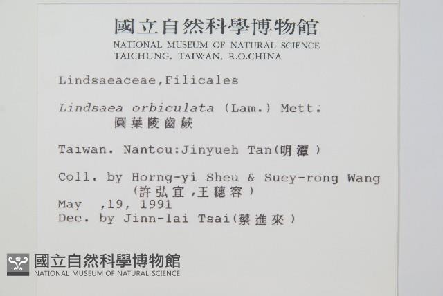 圓葉陵齒蕨藏品圖，第2張