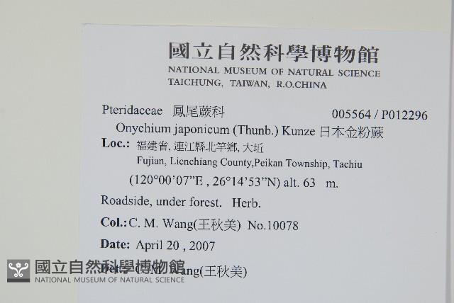 日本金粉蕨藏品圖，第2張