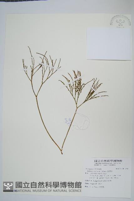 松葉蕨藏品圖，第1張