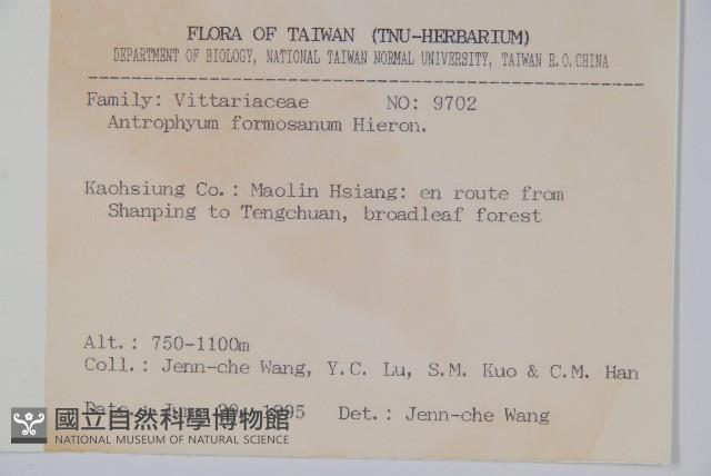 臺灣車前蕨藏品圖，第2張