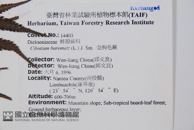 金狗毛蕨藏品圖，第2張