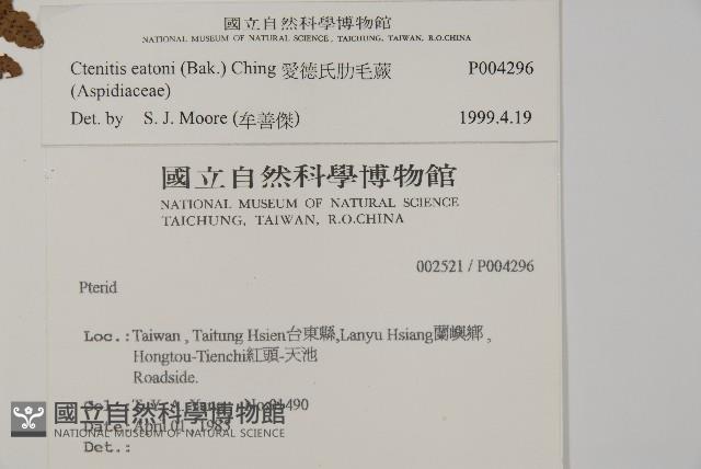 愛德氏肋毛蕨藏品圖，第2張