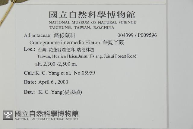 華鳳丫蕨藏品圖，第2張