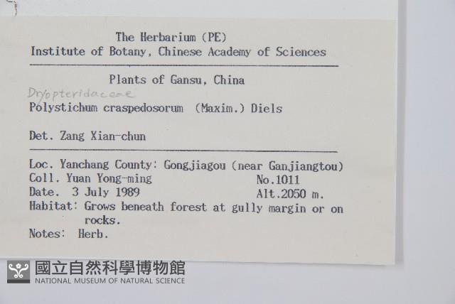 鞭葉耳蕨藏品圖，第2張