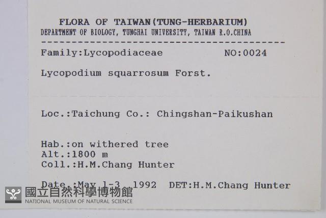 柳杉葉蔓石松藏品圖，第2張