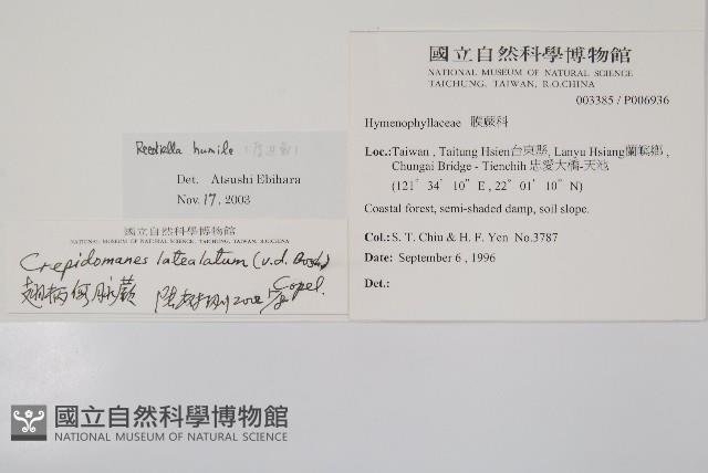 厚邊蕨藏品圖，第2張