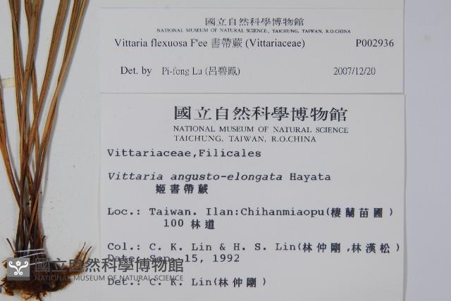 書帶蕨藏品圖，第2張