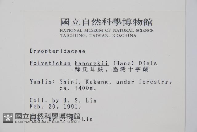 韓氏耳蕨藏品圖，第2張