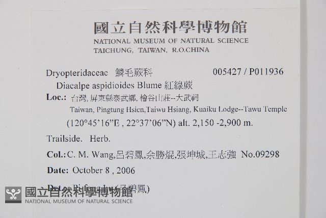 紅線蕨藏品圖，第2張