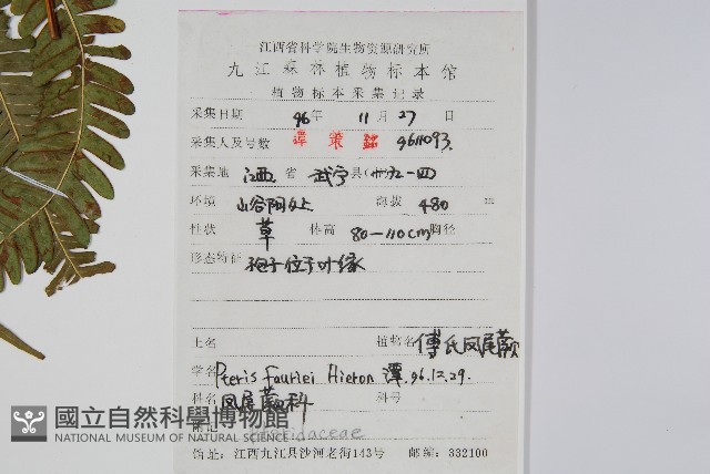 傅氏鳳尾蕨藏品圖，第2張