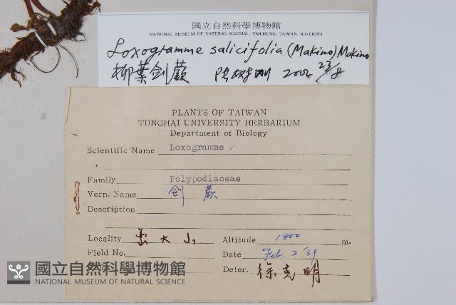 柳葉劍蕨藏品圖，第2張